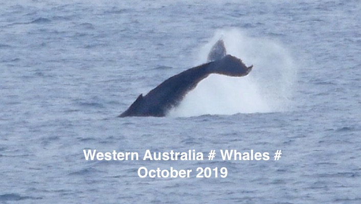 WHALES # OCTOBER - 2019