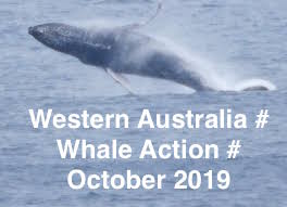 WESTERN AUSTRALIA # WHALES # 2019